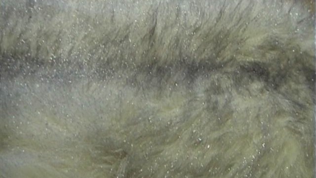 collection 4 silver glitter on shadow fox